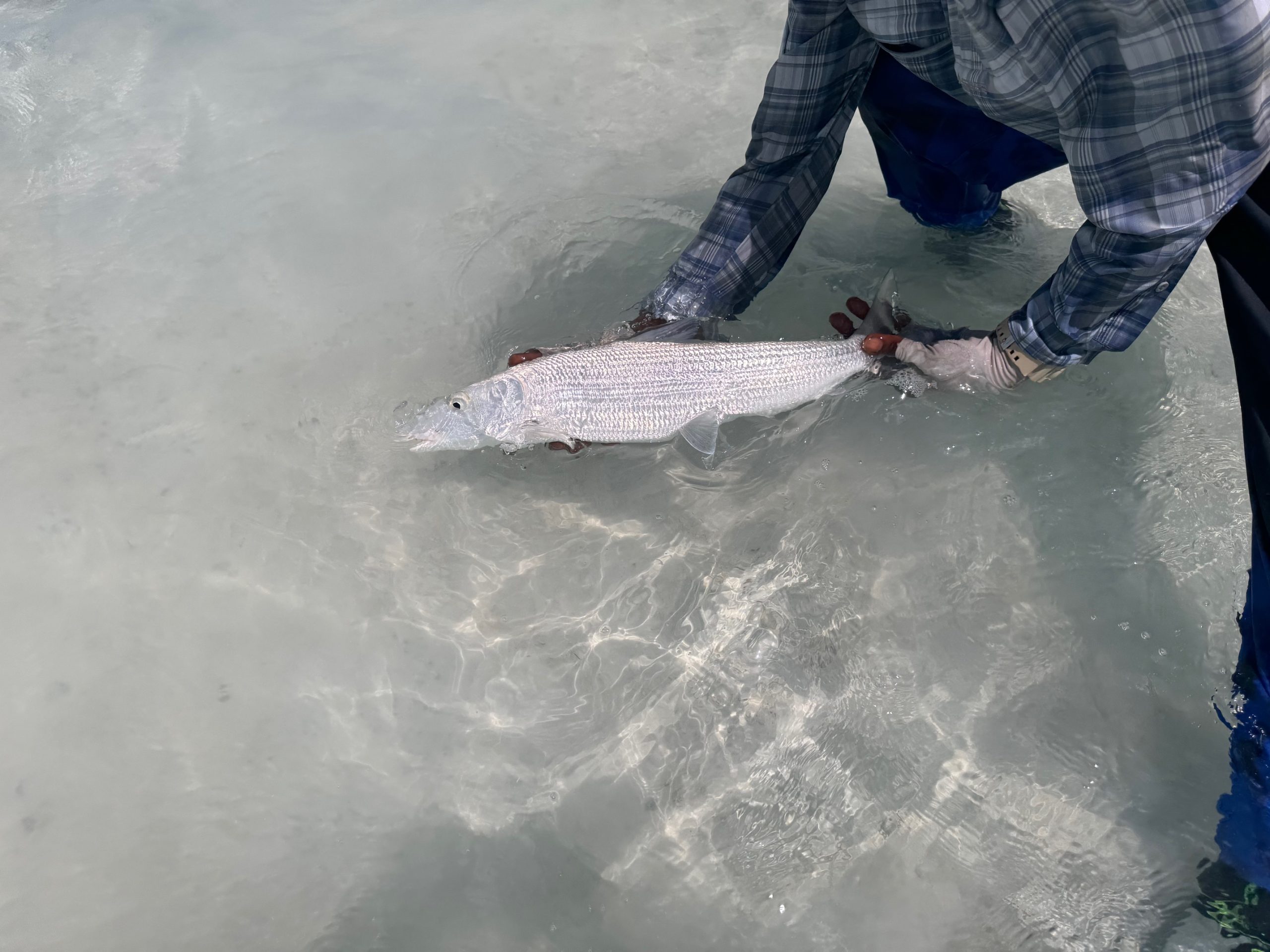 Bonefish landed on one of our trips 5lb Bonefish, Middle Caicos - April 2024